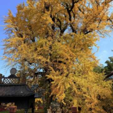 🍂시안 고관인선사의 가을, 천년 은행나무와의 만남 🏯
