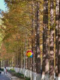 瀋陽世博園秋日漫遊｜治癒系吸氧之旅