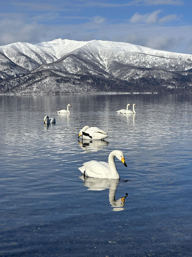 北海道冬季自由行｜中文包車太香了