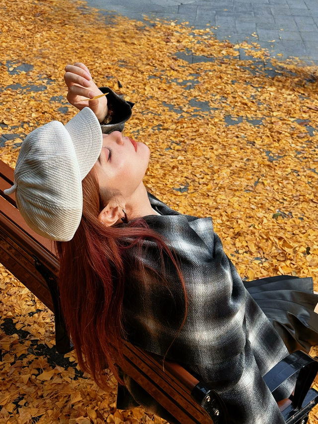 西安市區0元賞秋!索菲特銀杏大道地鐵直達的歐式浪漫 西安市區0元賞秋!索菲特銀杏大道地鐵直達的歐式浪漫