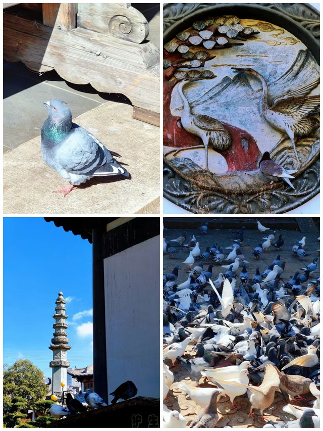 真如寺的銀杏還要等等,美味齋飯卻不用等 真如寺的銀杏還要等等,美味齋飯卻不用等