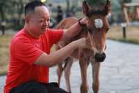 那拉提浪漫民宿指南奢境民俗小木屋體驗