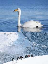 冬日伊犁必打卡點