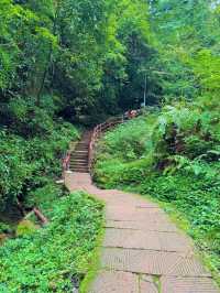 帶娃吸氧去!成都1.5h直達的森林徒步路線