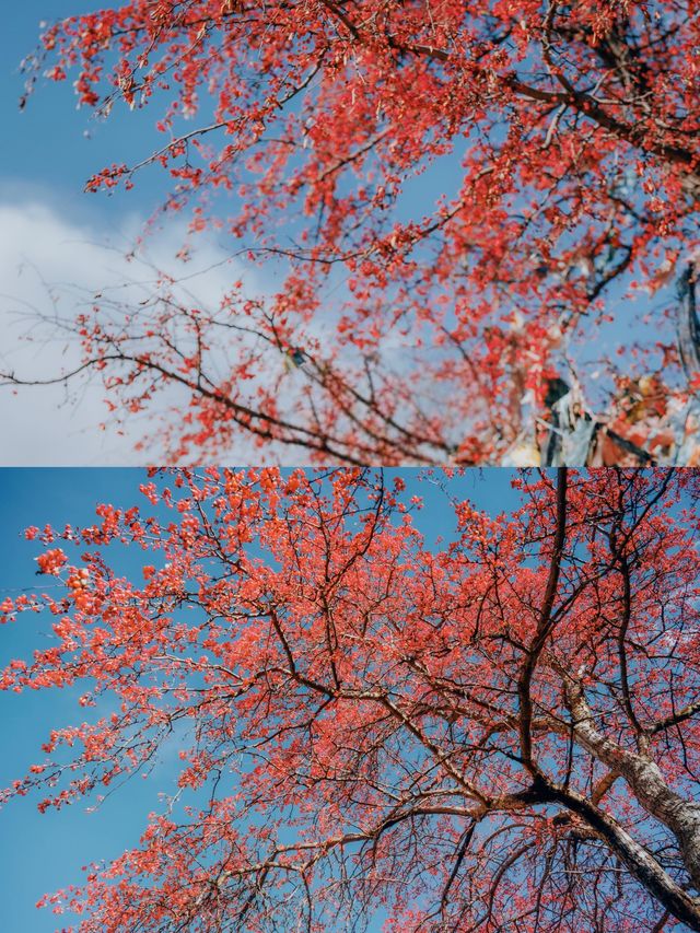 雪山下的紅色盛宴•俄色果 雪山下的紅色盛宴•俄色果