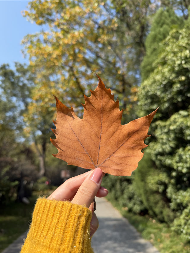 燕雀湖+明孝陵隱藏路線！99%人不知道的絕美秘境