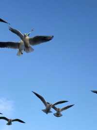 大草原與鋼鐵之城的碰撞！包頭3大必打卡地標暴走指南