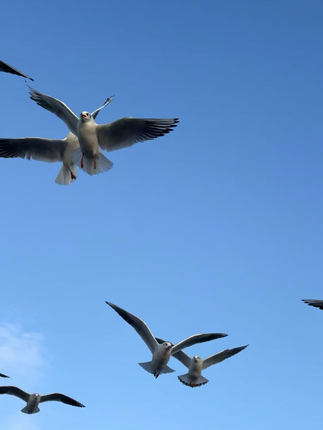 大草原與鋼鐵之城的碰撞！包頭3大必打卡地標暴走指南