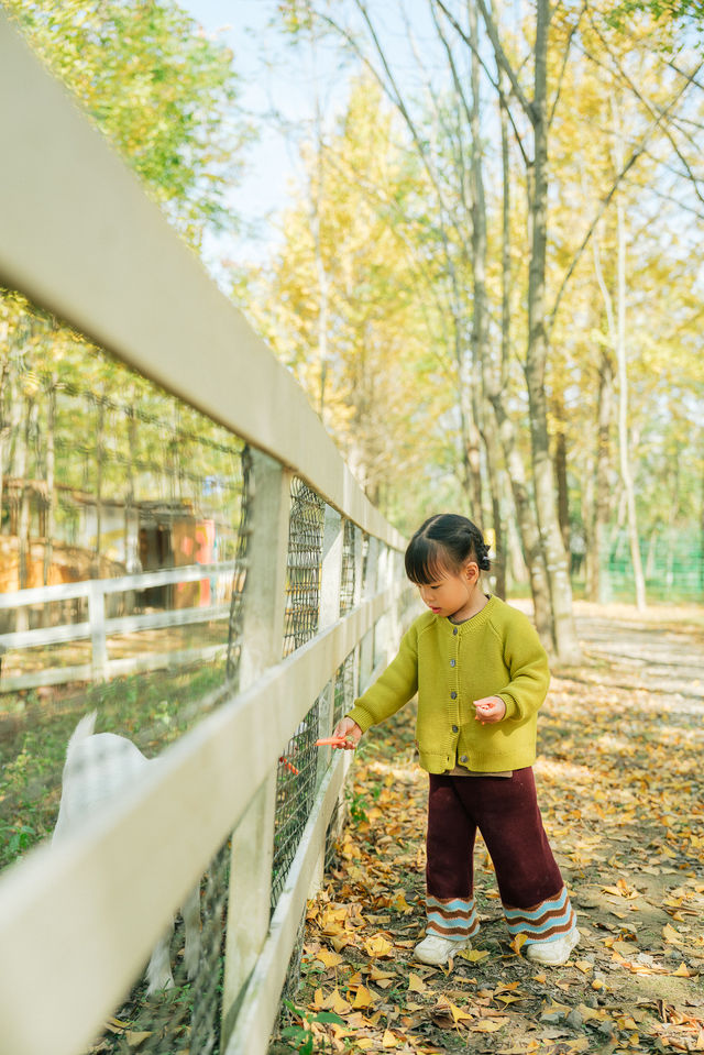 杭州出發1h,銀杏林農場是秋冬遛娃天花板 杭州出發1h,銀杏林農場是秋冬遛娃天花板