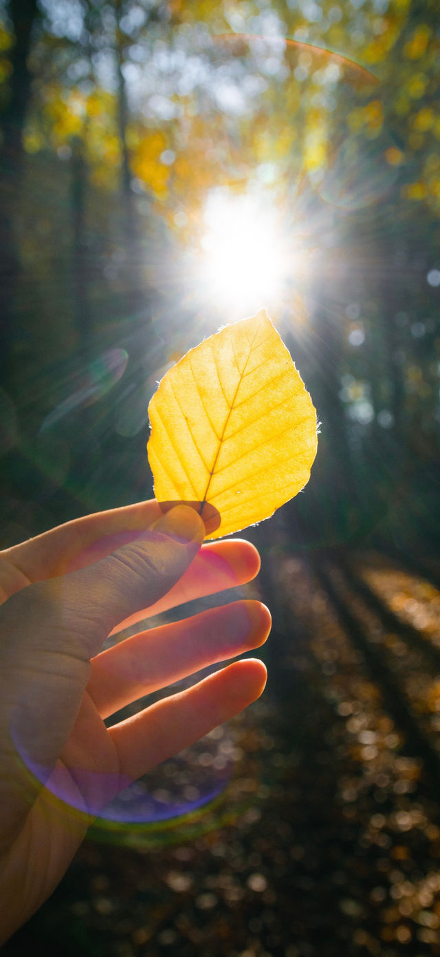 霜染亞布力：楓林藏小徑，暖居枕秋聲