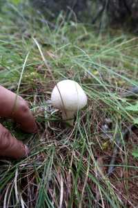 秒變採蘑菇的小伙子