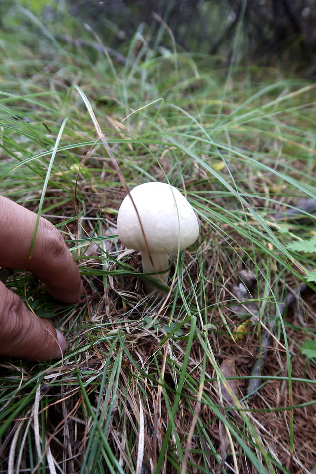 秒變採蘑菇的小伙子