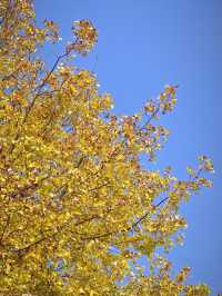 這個秋天一定要嚟莫愁湖！