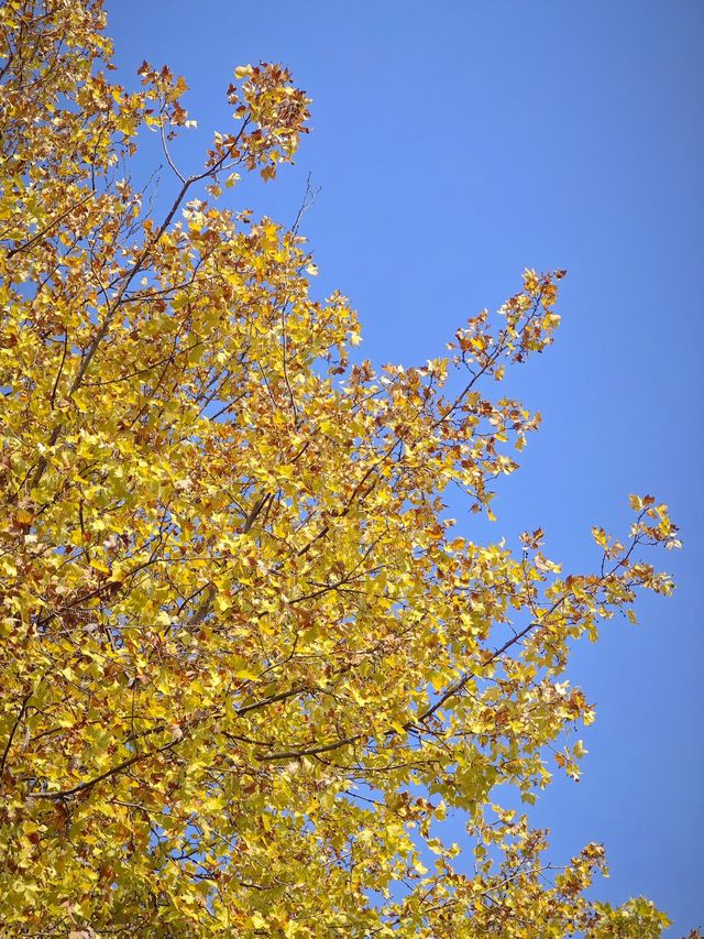 這個秋天一定要嚟莫愁湖！
