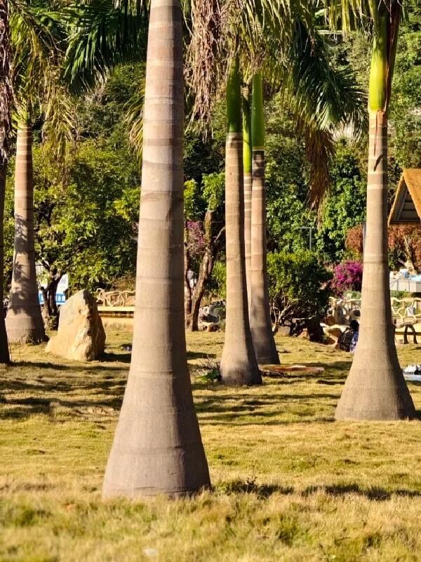 廣州免費踏青聖地地鐵直達的絕美金坑稻田 廣州免費踏青聖地地鐵直達的絕美金坑稻田