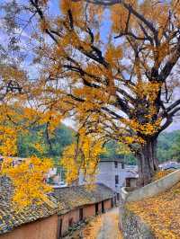 咸寧程家壟千年銀杏原來自帶中國風濾鏡！絕了！