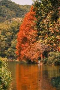 深圳追一場秋日童話