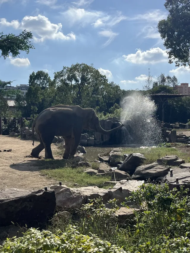 上海野生動物園30歲免費！週末遛娃聖地！