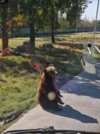 上海野生動物園的快樂