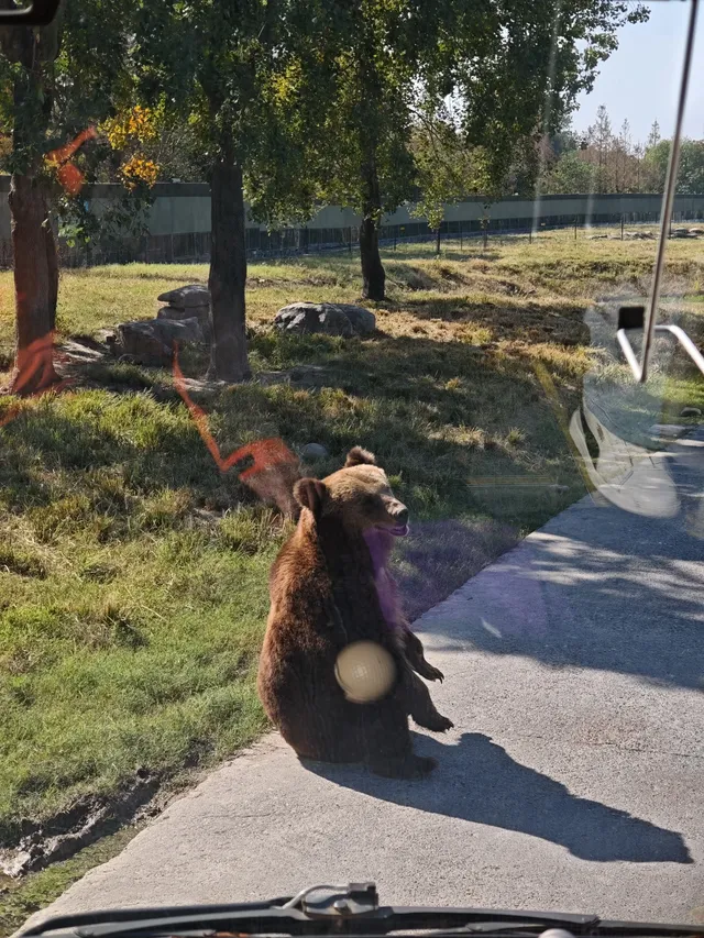 上海野生動物園的快樂 上海野生動物園的快樂