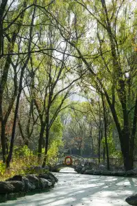 坐了3個小時公交來看2600年的老子手植銀杏