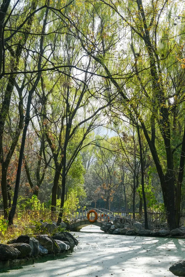 坐了3個小時公交來看2600年的老子手植銀杏
