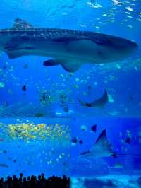 2025長隆海洋公園攻略|1日親子遛娃+必刷項目全指南