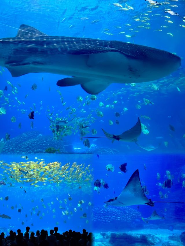 2025長隆海洋公園攻略|1日親子遛娃+必刷項目全指南 2025長隆海洋公園攻略|1日親子遛娃+必刷項目全指南