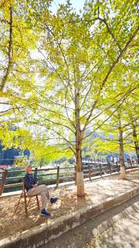 當銀杏樹與老房子同框時,我恍惚瞬間代入到那峥嵘歲月的日子