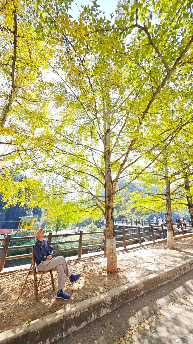 當銀杏樹與老房子同框時,我恍惚瞬間代入到那峥嵘歲月的日子 當銀杏樹與老房子同框時,我恍惚瞬間代入到那峥嵘歲月的日子