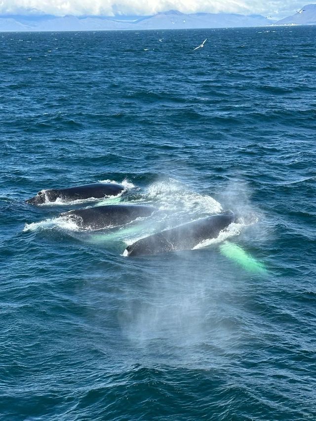 計劃去冰島的趕緊存給P人懶人一點點震撼