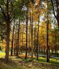 崇明島明珠湖｜秋日私藏的金色童話秘境！