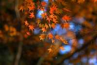 廬山賞秋必去！牯嶺鎮楓葉紅透的浪漫時光