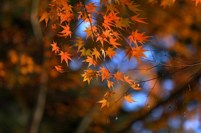 廬山賞秋必去！牯嶺鎮楓葉紅透的浪漫時光