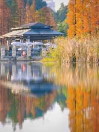 穿梭在杉林間,冬日的詩意與浪漫