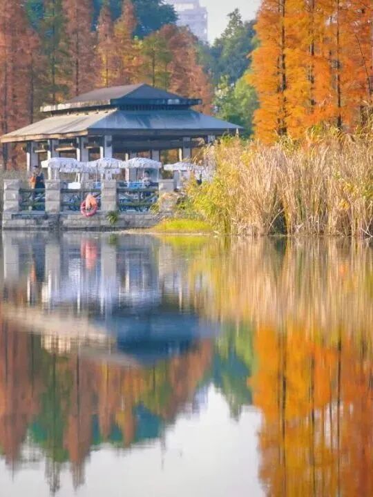 穿梭在杉林間,冬日的詩意與浪漫 穿梭在杉林間,冬日的詩意與浪漫