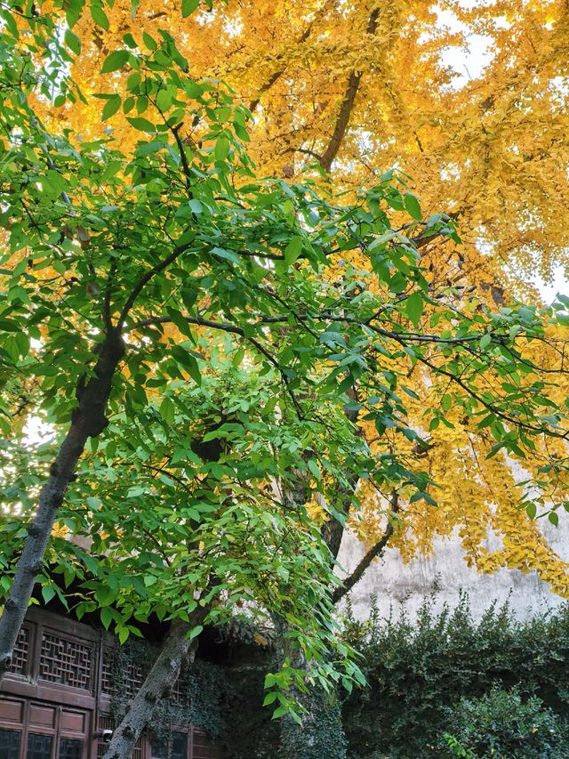 滿城秋色,一宅金黃 滿城秋色,一宅金黃