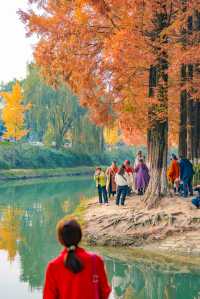 升仙湖的秋，是水杉用紅色寫的詩 