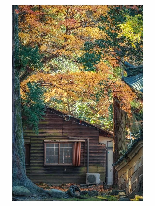 奈良小眾秘境東大寺的鎮守社・手向山八幡宮的紅葉絕景