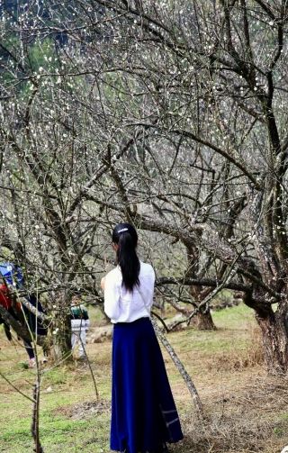 広東省汕尾のこの世外の梅園は本当に美しいです！万畝の梅の花が山の頂を覆い尽くしています