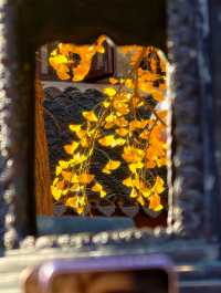 魔都初冬限定龍華寺銀杏太絕了!