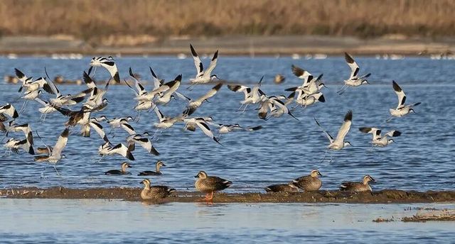 崇明冬日美景如詩 崇明冬日美景如詩