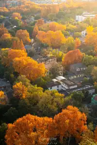 梧桐落滿頤和路,金陵秋意正濃