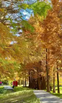 大理紅杉和觀海鷗精華路線！看這篇