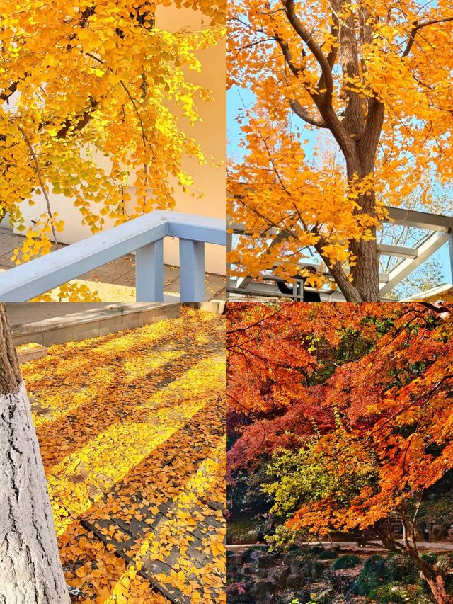 上海1小時直達,虞山真的太香了! 上海1小時直達,虞山真的太香了!