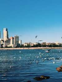 青島冬日兩日遊追海鷗逛老城超治癒