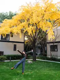 發現了！魔都市區能獨攬銀杏樹的小眾秘境！