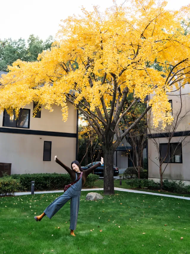 發現了！魔都市區能獨攬銀杏樹的小眾秘境！