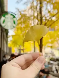 報！！銀杏濃度已達100%局門路（手機攝影）