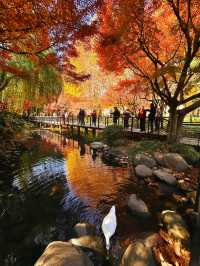 不誇張!本週上海最美的賞秋路線